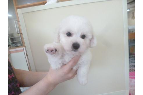 成約済の福岡県のビションフリーゼ-48834の3枚目