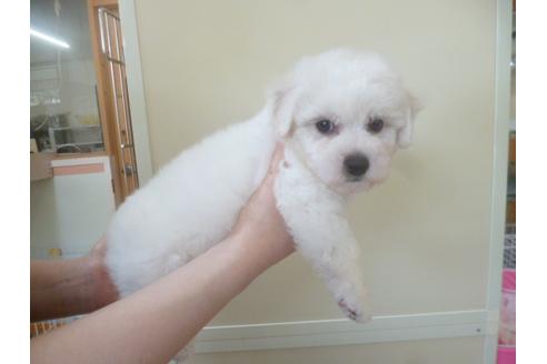 成約済の福岡県のビションフリーゼ-48834の4枚目