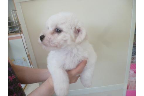 成約済の福岡県のビションフリーゼ-48834の1枚目