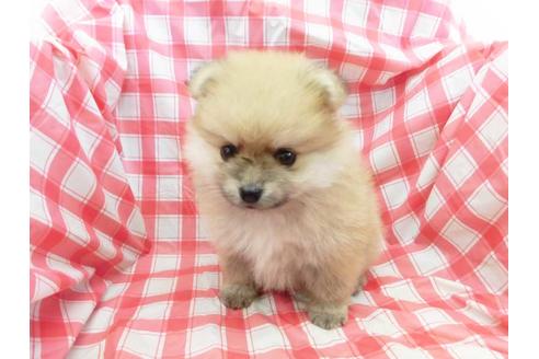 成約済の福岡県のポメラニアン-50708の1枚目