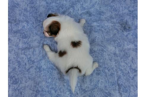 成約済の千葉県のパピヨン-49982の2枚目
