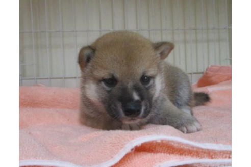 成約済の岡山県の柴犬-50756の4枚目