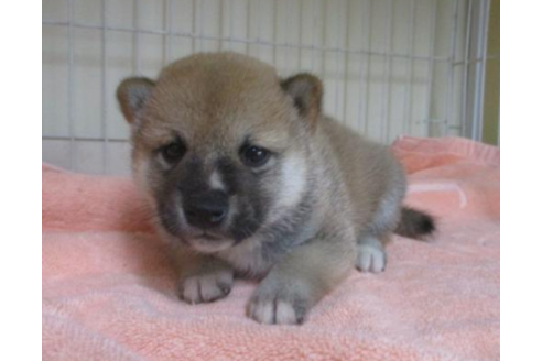 成約済の岡山県の柴犬-50756の3枚目