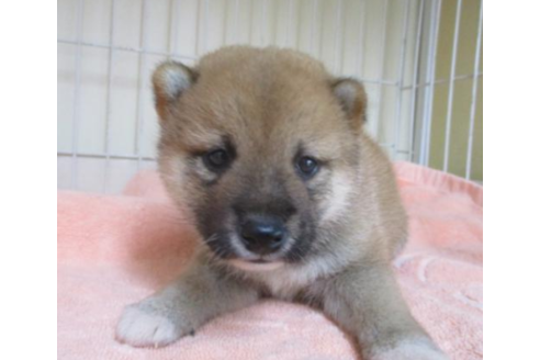 成約済の岡山県の豆柴-50759の1枚目