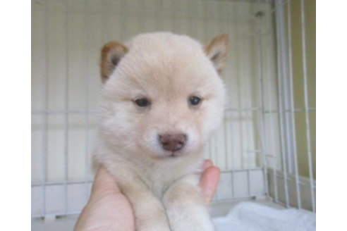 成約済の岡山県の豆柴-50761の2枚目