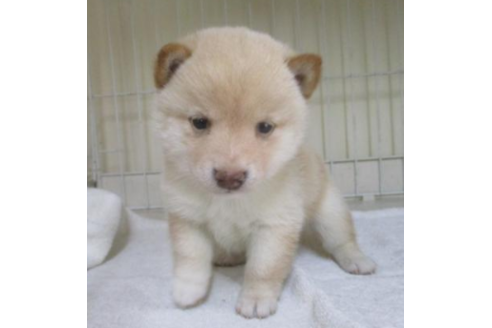 成約済の岡山県の豆柴-50761の1枚目