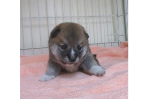 成約済の岡山県の柴犬-50762の2枚目