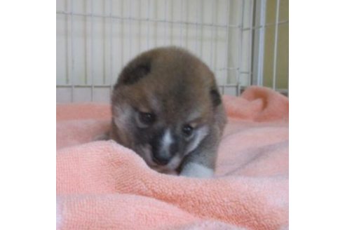 成約済の岡山県の柴犬-50762の1枚目