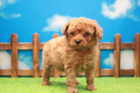 成約済の滋賀県のトイプードル-49920の4枚目