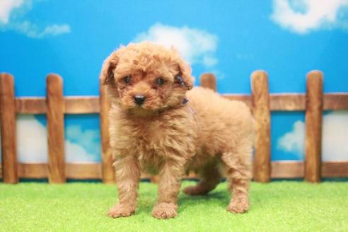 成約済の滋賀県のトイプードル-49920の3枚目