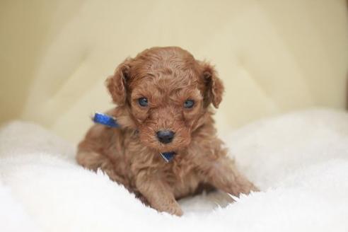 成約済の滋賀県のトイプードル-49920の2枚目