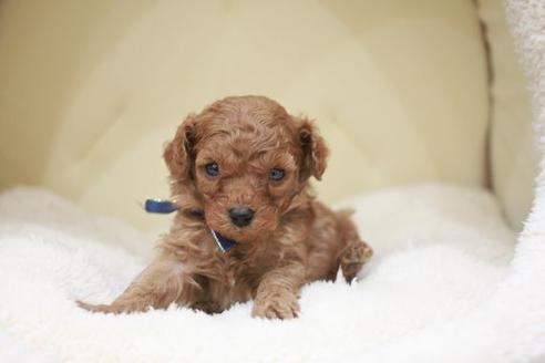 成約済の滋賀県のトイプードル-49920の1枚目