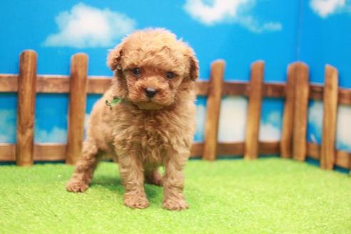 成約済の滋賀県のトイプードル-49921の4枚目