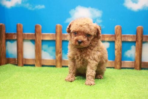 成約済の滋賀県のトイプードル-49921の3枚目