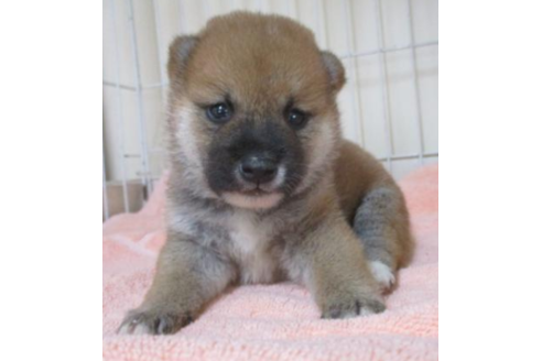 成約済の岡山県の柴犬-50764の4枚目