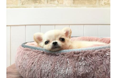 成約済の大阪府のチワワ(ロングコート)-50767の8枚目