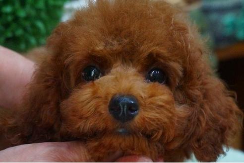 成約済の京都府のタイニープードル-47408の3枚目