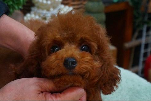 成約済の京都府のタイニープードル-47408の2枚目