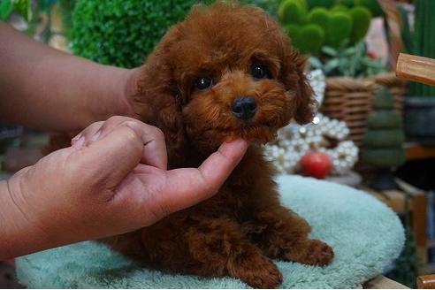 成約済の京都府のタイニープードル-47408の1枚目