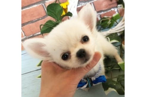香川県のロングコートチワワ 男の子 18 04 11生まれ ホワイト クリーム 子犬id ブリーダーナビ