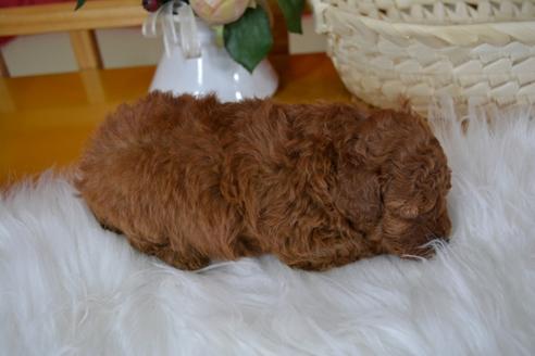成約済の千葉県のトイプードル-50428の3枚目