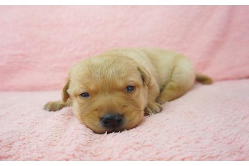 成約済の奈良県のラブラドールレトリーバー-50841の5枚目