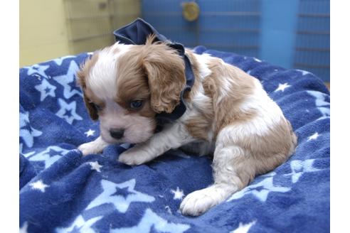 成約済の埼玉県のキャバリアキングチャールズスパニエル-50849の2枚目