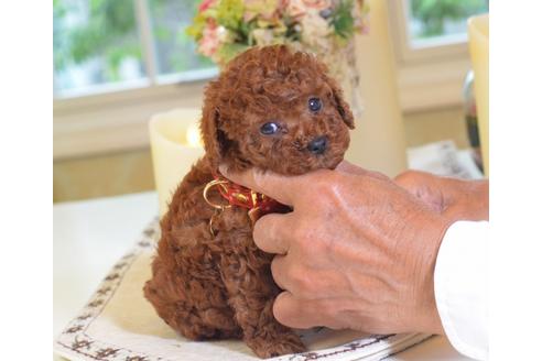 成約済の埼玉県のトイプードル-50729の4枚目