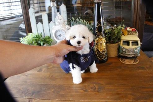 成約済の埼玉県のトイプードル-50717の3枚目