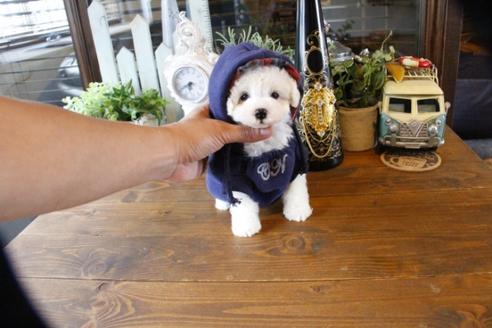 成約済の埼玉県のトイプードル-50717の4枚目