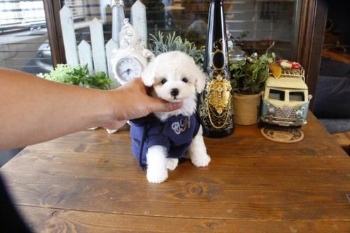 成約済の埼玉県のトイプードル-50717の5枚目