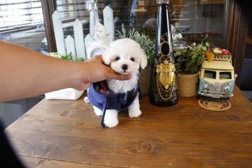 成約済の埼玉県のトイプードル-50717の1枚目