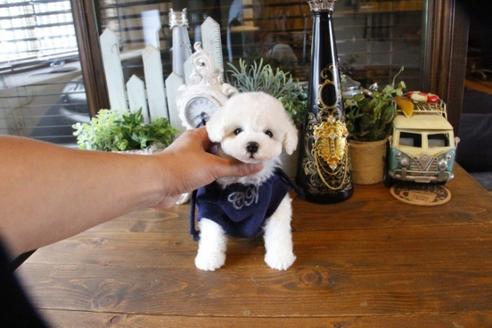 成約済の埼玉県のトイプードル-50717の2枚目