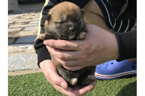 成約済の長崎県の柴犬-50910の4枚目