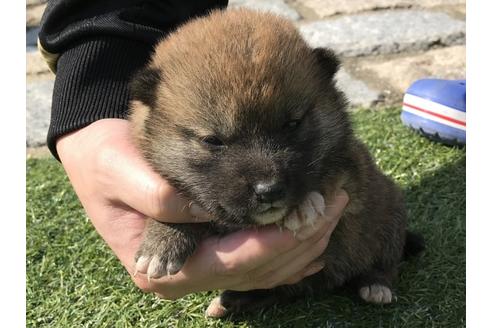 成約済の長崎県の柴犬-50910の2枚目