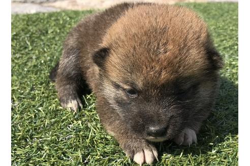 成約済の長崎県の柴犬-50910の1枚目