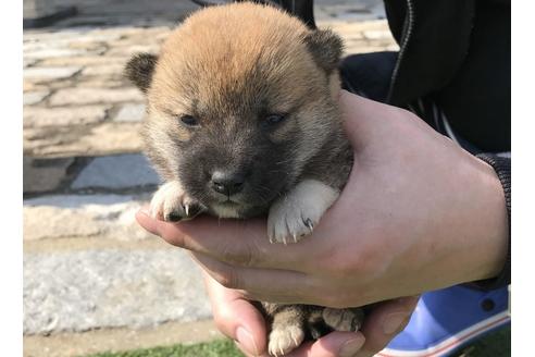 成約済の長崎県の柴犬-50911の5枚目