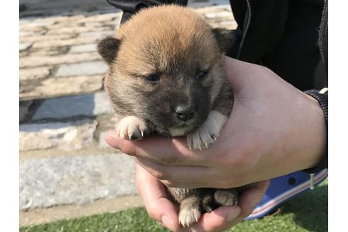 成約済の長崎県の柴犬-50911の2枚目
