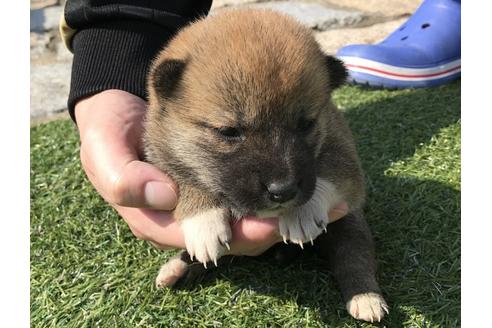 成約済の長崎県の柴犬-50911の4枚目
