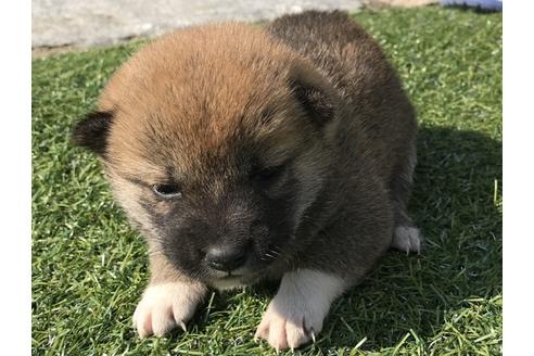 成約済の長崎県の柴犬-50911の1枚目