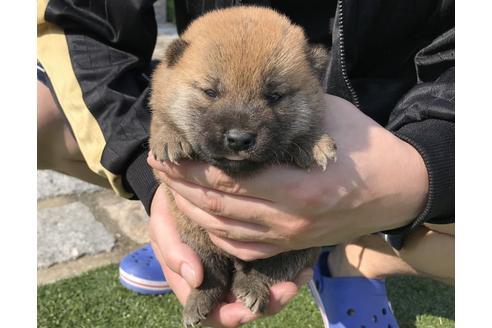 成約済の長崎県の柴犬-50912の5枚目