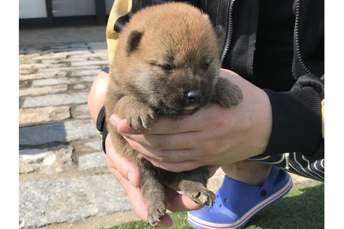 成約済の長崎県の柴犬-50912の2枚目