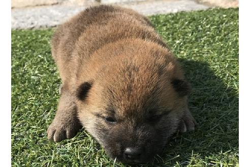 成約済の長崎県の柴犬-50912の1枚目
