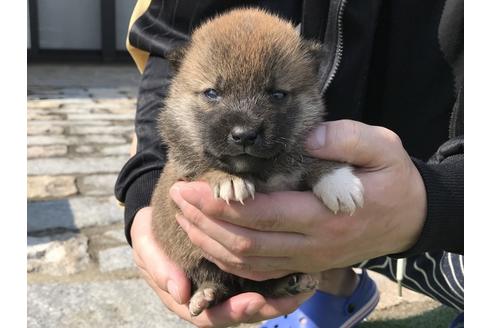成約済の長崎県の柴犬-50913の4枚目