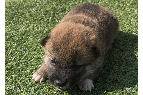 成約済の長崎県の柴犬-50913の1枚目