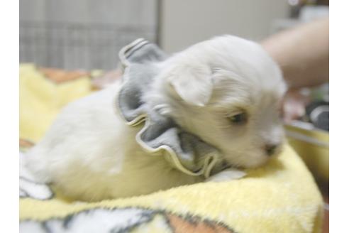 成約済の埼玉県のマルチーズ-50266の4枚目