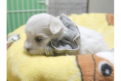 成約済の埼玉県のマルチーズ-50266の1枚目