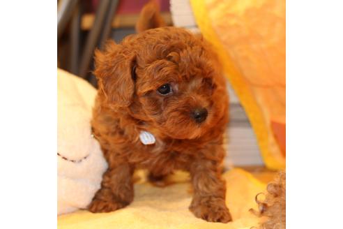 成約済の愛知県のトイプードル-48643の10枚目