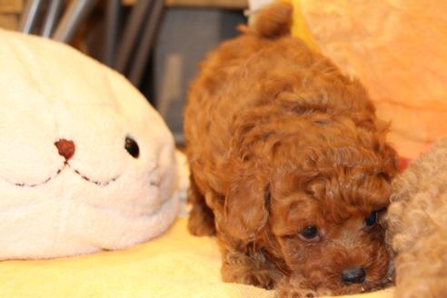 成約済の愛知県のトイプードル-48643の9枚目