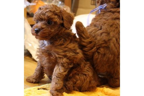 成約済の愛知県のトイプードル-48643の8枚目